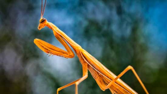 animales extintos por el hombre