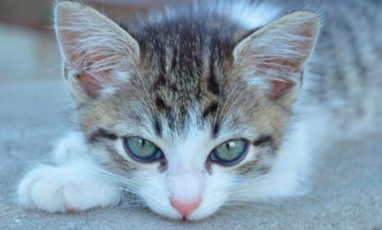 los gatos amasan a las personas