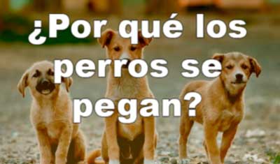 porque los perros se pegan